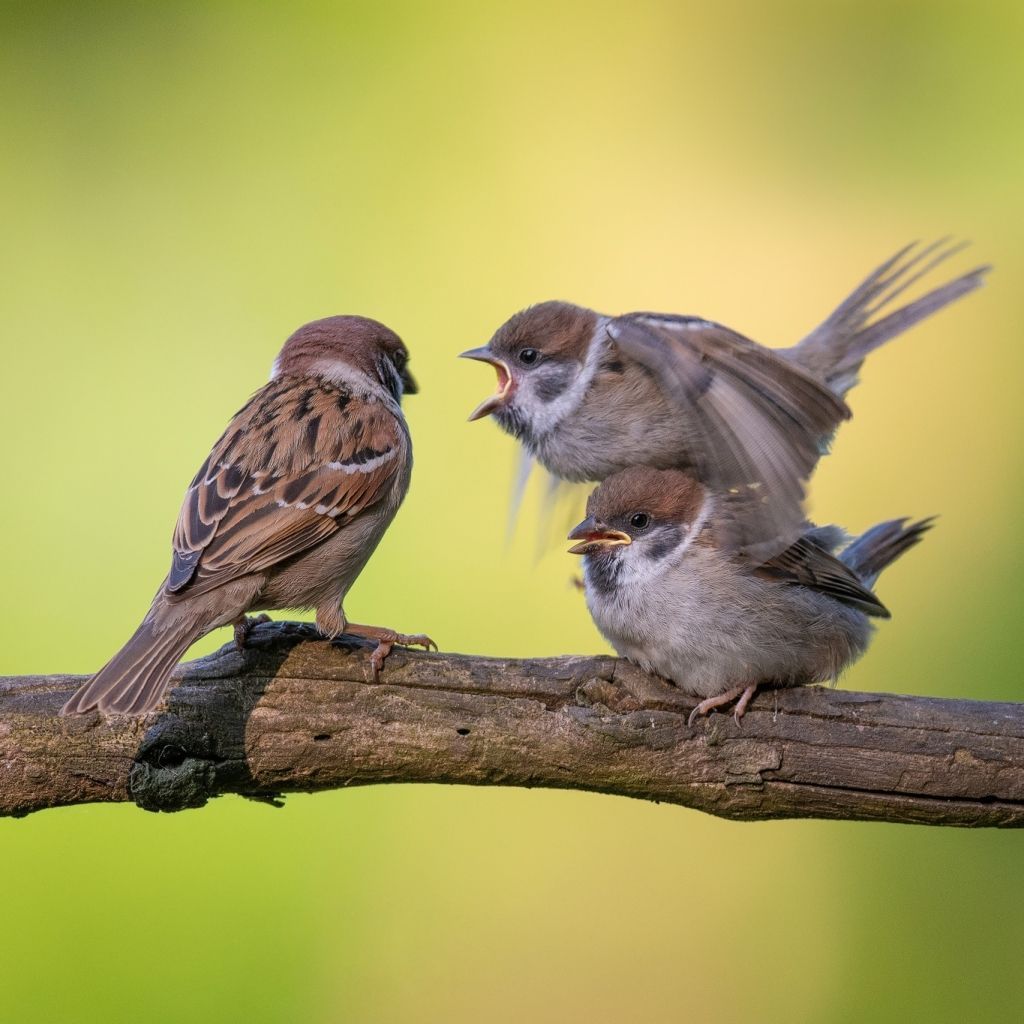 Возвращение Twitter | Кундин